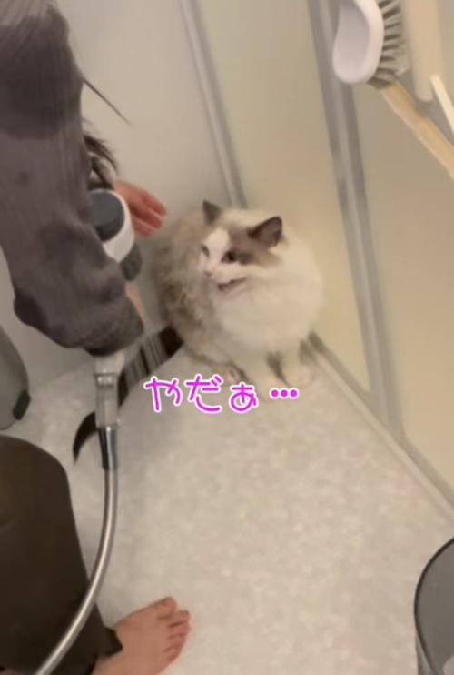 不満げな声を上げる猫