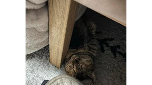 こたつで眠る猫