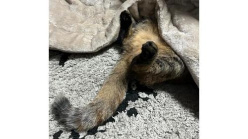 こたつで眠る猫