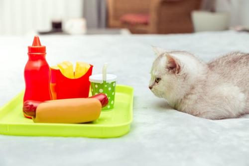 おもちゃのファストフードと猫
