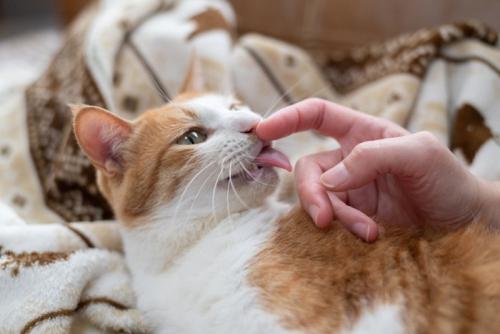 撫でられて舌を出す猫