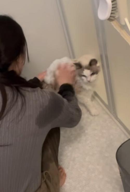 猫をシャンプーする