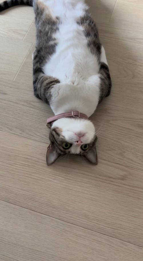 真っ直ぐな体勢のまま微動だにしない猫