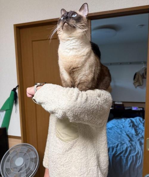 上を向く猫