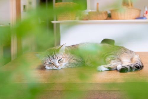 テーブルにいる猫