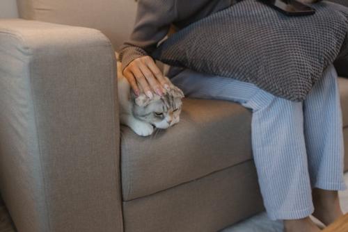 隣に居る猫