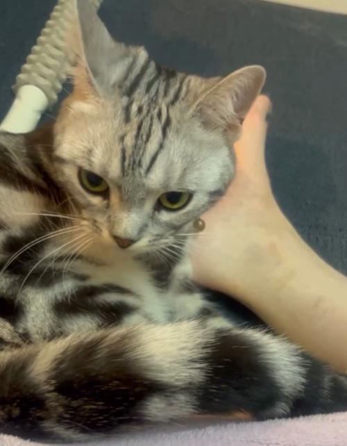 イカ耳の猫