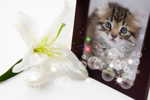 百合の花と子猫の遺影