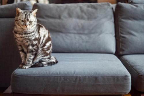 ソファの端に座る猫
