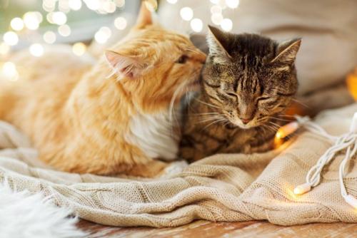 キジトラを毛づくろいする長毛種猫
