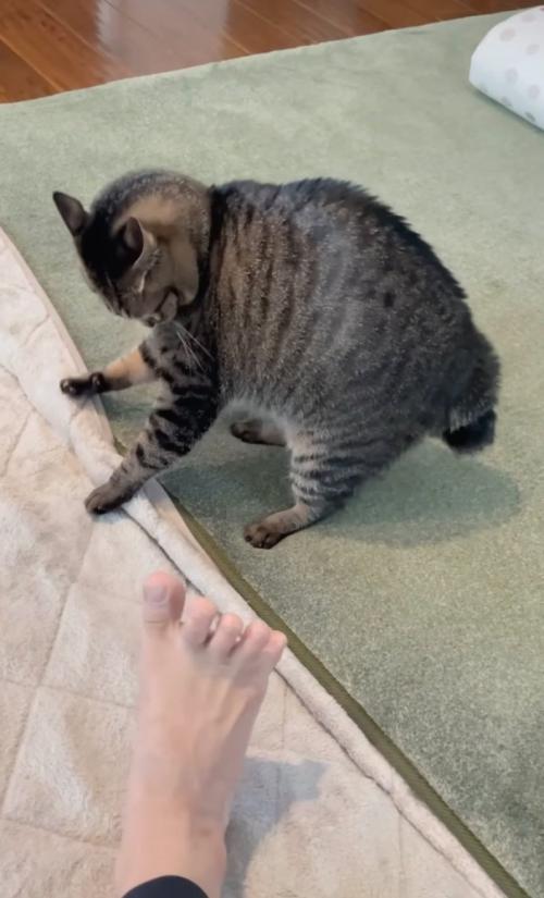 警戒する猫