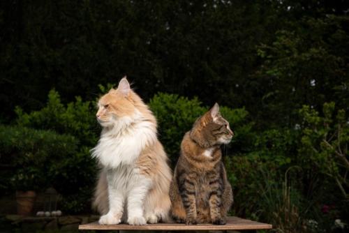 2匹の猫