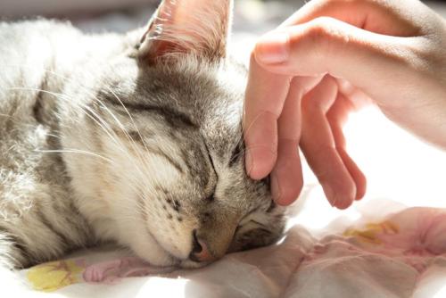 猫をなでる人の手