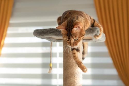 キャットタワーの上にいる猫