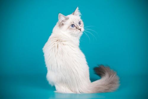 振り返る猫