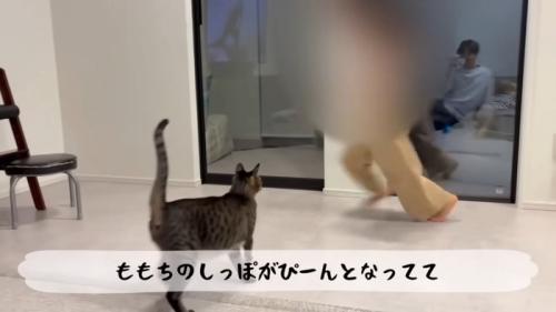 テロップ「ももちのしっぽが～」