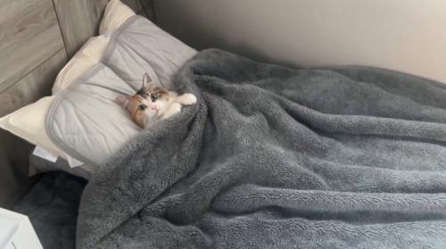 飼い主のベッドで仰向けに横になる猫