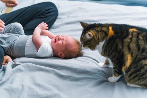 赤ちゃんを見る猫
