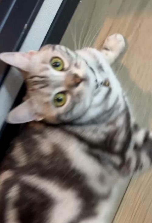見上げる猫