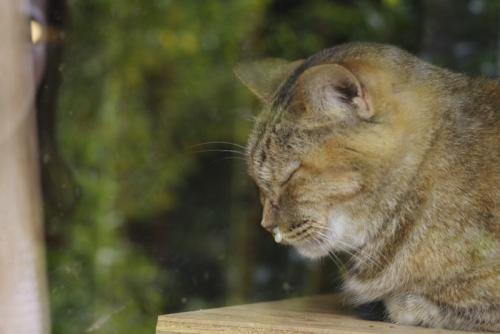 鼻を垂らす猫
