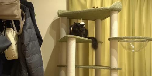 タワーの上にいる黒猫