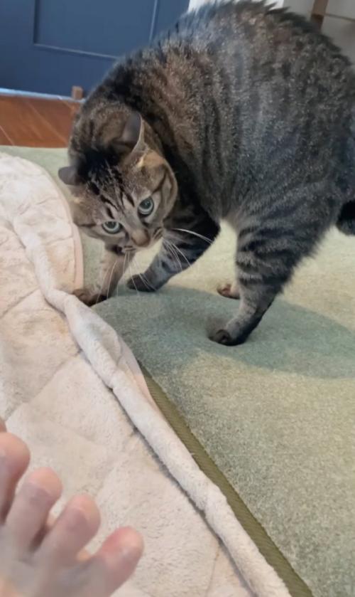 警戒する猫