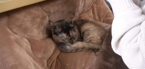 丸くなって寝るサビ猫