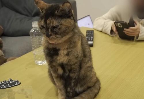 机の上に座る猫