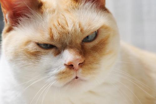 不機嫌そうな猫