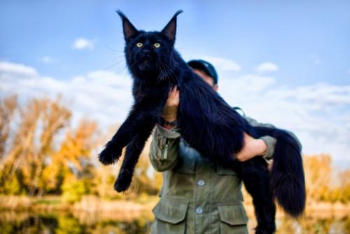大きな猫を抱く人