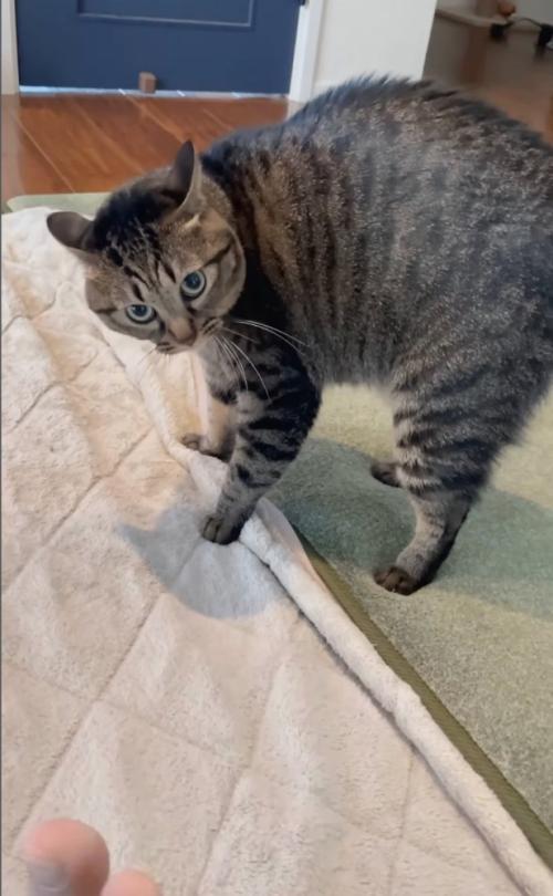 戸惑いながら見つめる猫