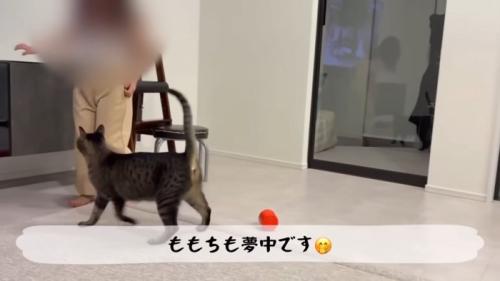 テロップ「ももちも夢中です」