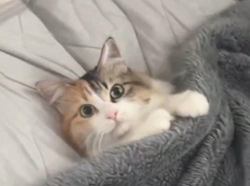毛布の中に入って飼い主を見上げる猫
