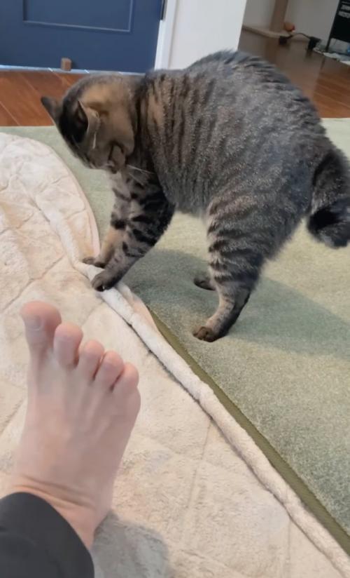 後ろにゆっくり下がる猫