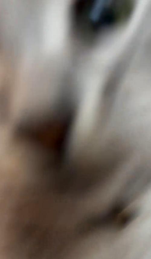 アップでぶれる猫