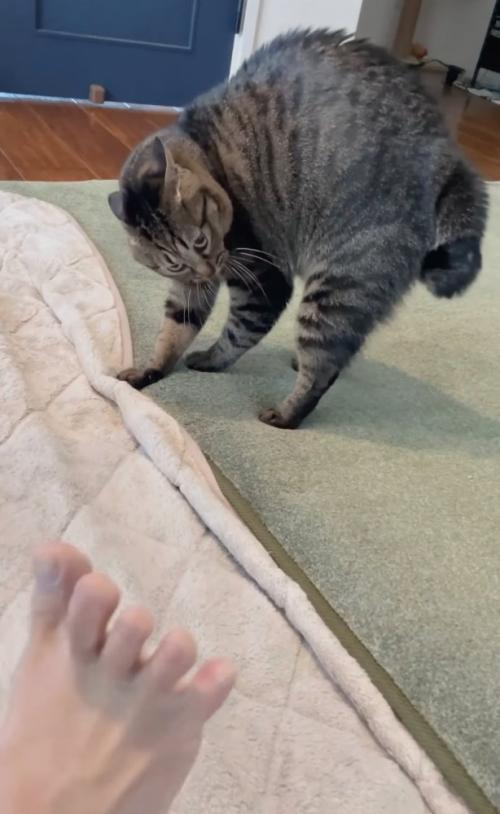後退りながら睨みつける猫