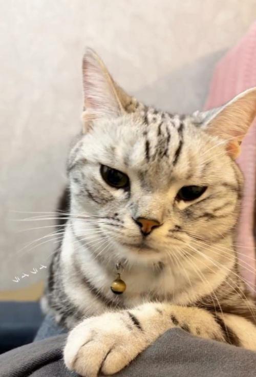 猫(正面)
