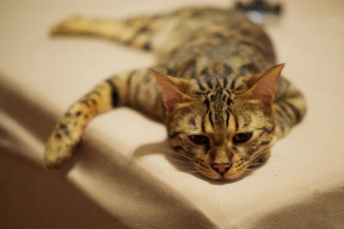 不機嫌そうな猫