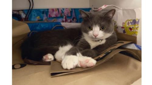 室内にいる猫
