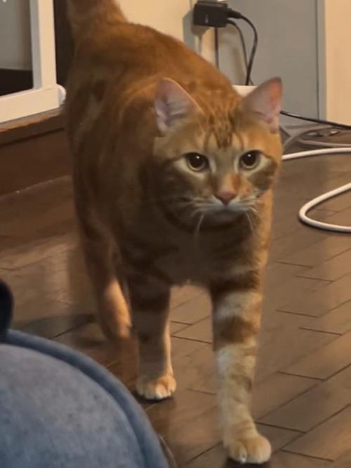 茶トラ猫