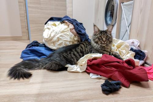 乾燥したての衣類に乗る猫