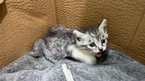 口を開ける子猫