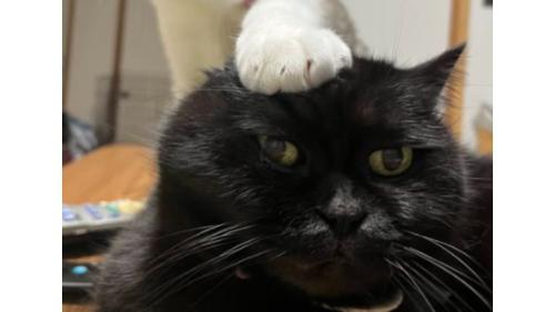室内にいる猫