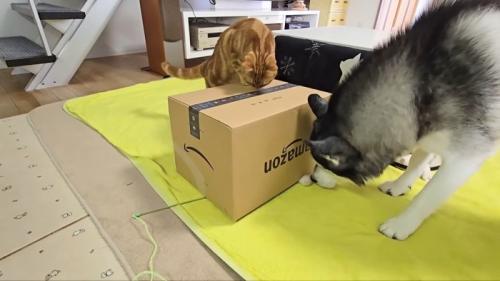 箱に乗り上げる茶太郎くん