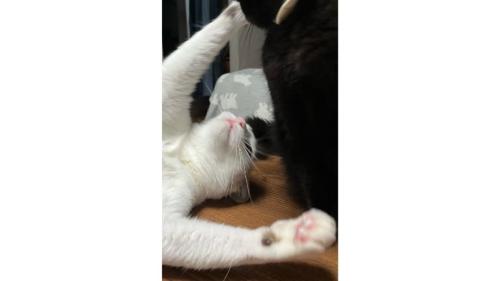 室内にいる猫