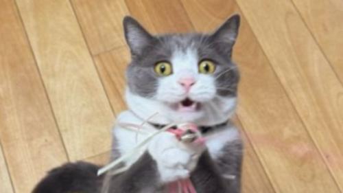 遊んでいる猫