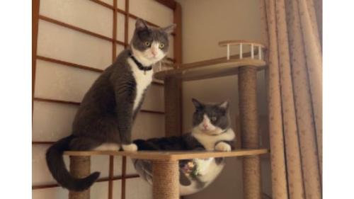 室内にいる猫