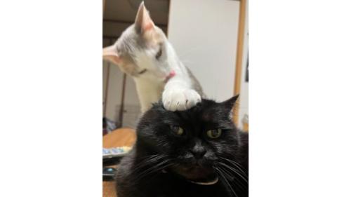 室内にいる猫