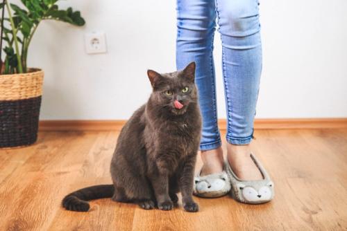 足元にお座りしている猫