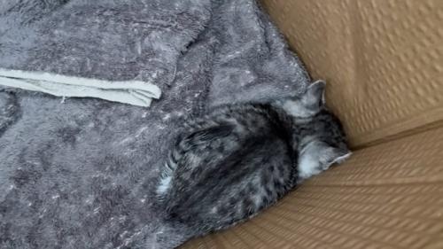 小さくなって顔を隠す子猫